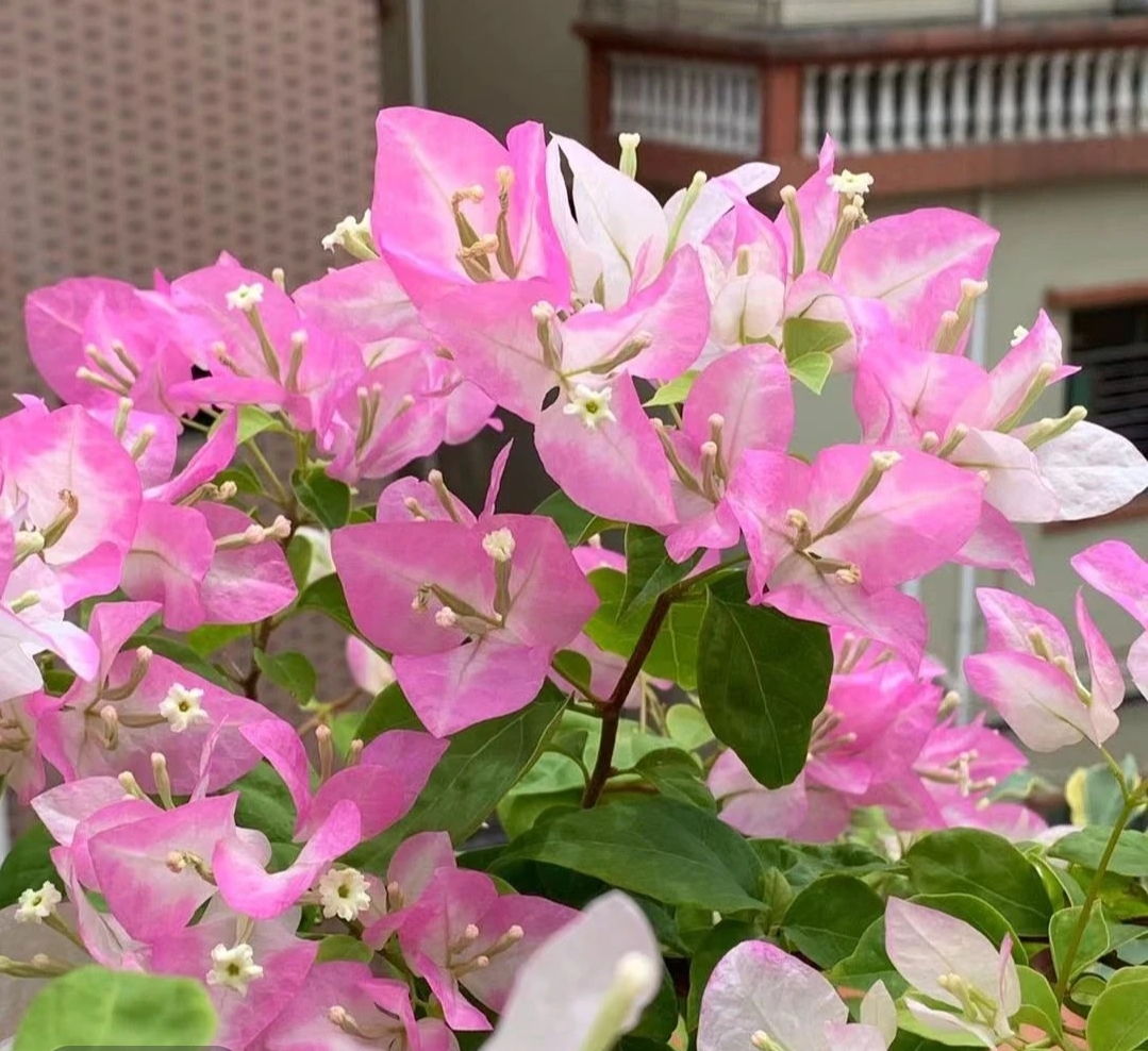口红 三角梅勤花品种四季爆花 原生袋苗