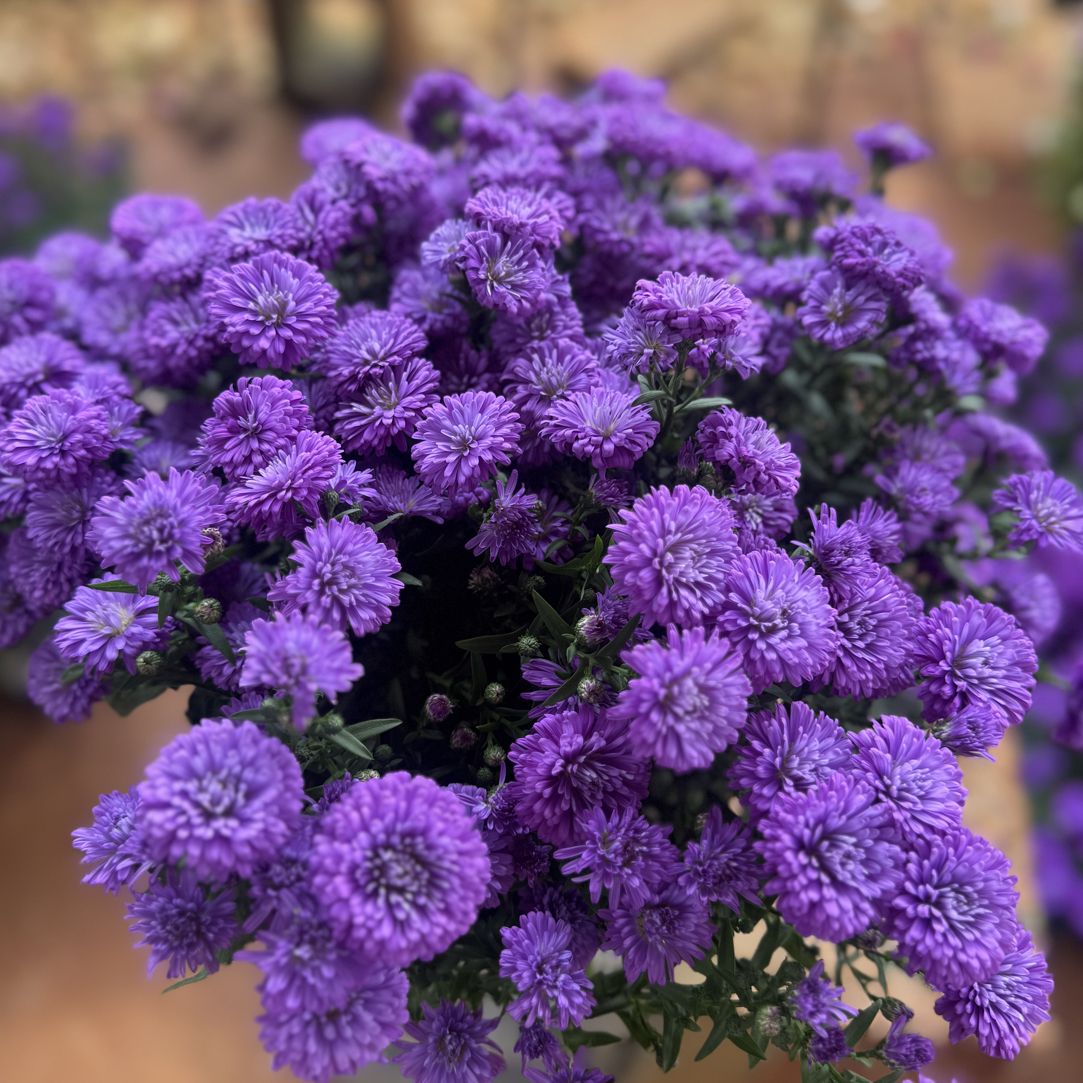 荷兰翠菊紫完原盆原土两盆