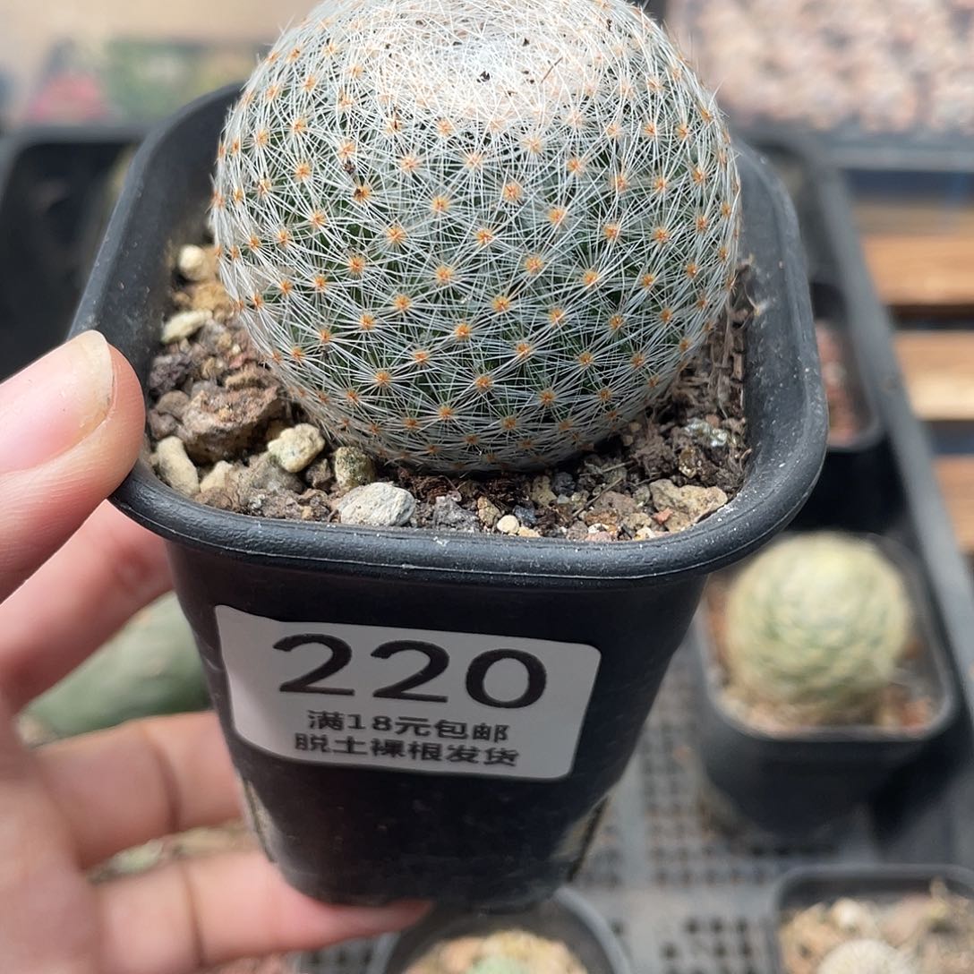 220老白绢仙人球开花