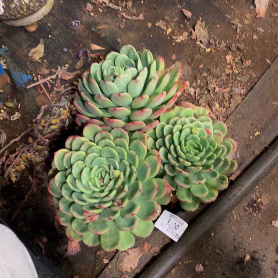 夏*6078三文鱼多肉