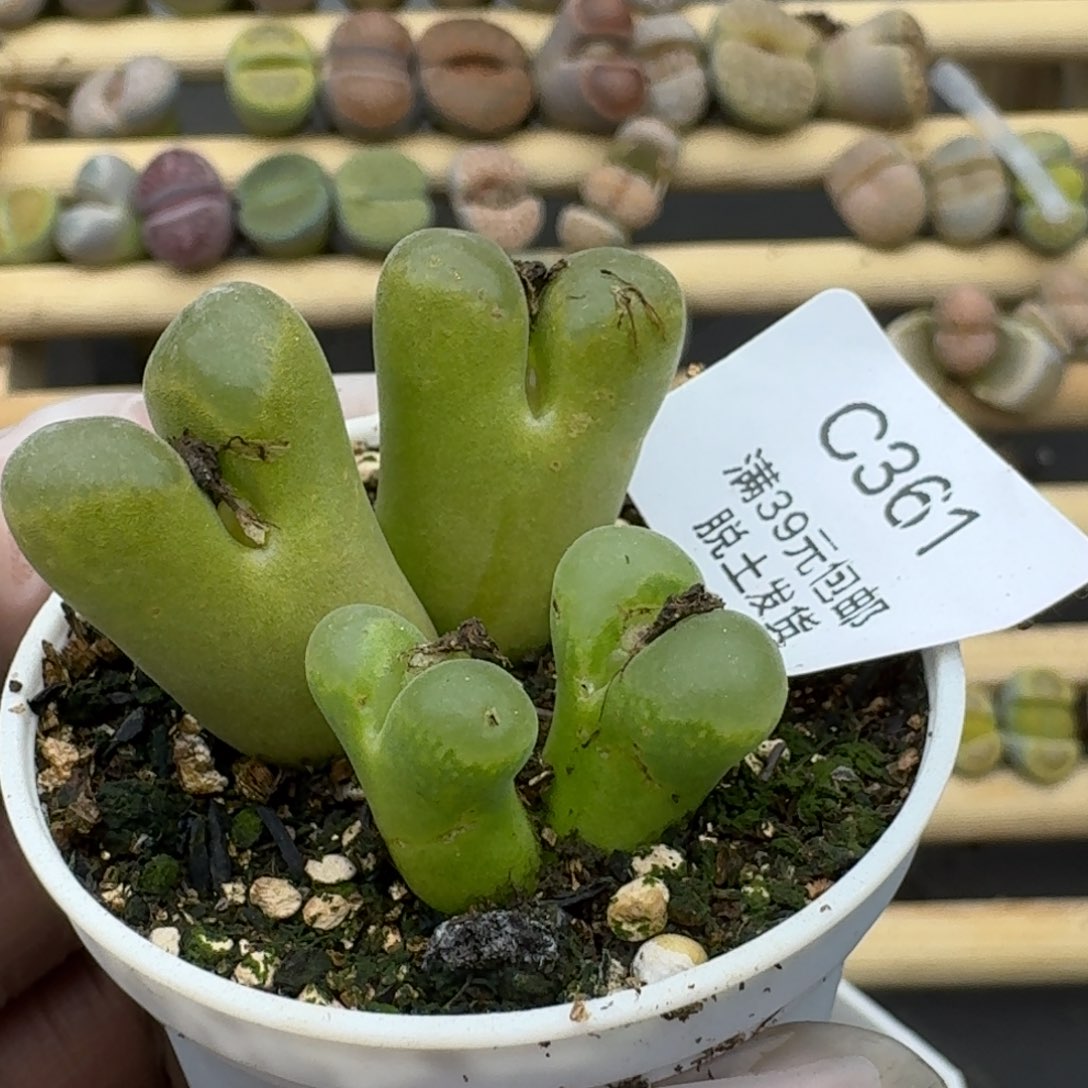 361多肉哈哈哈哈哈哈哈哈