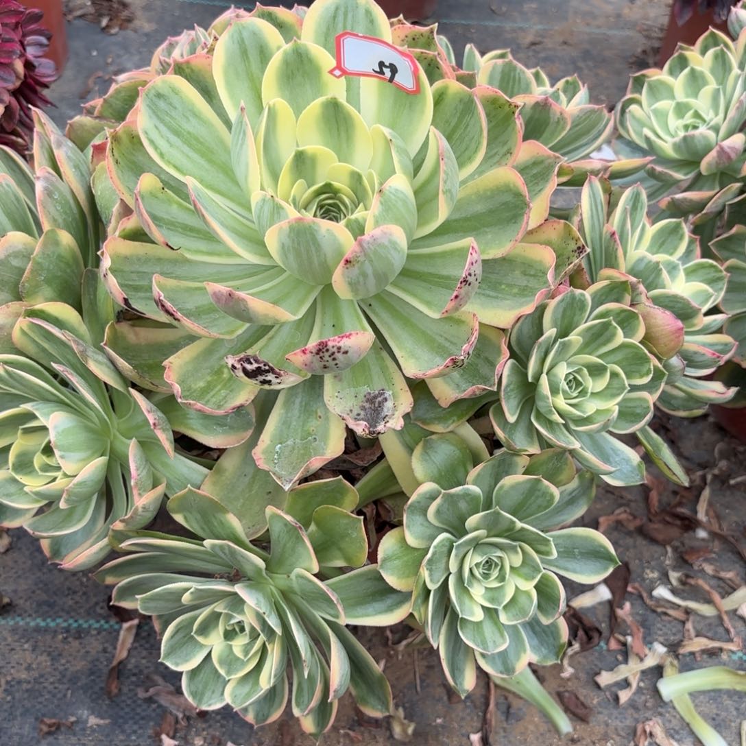 59香锦多肉植物绿植