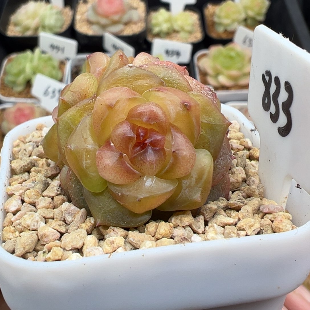 833号玩家货3头 晗雨