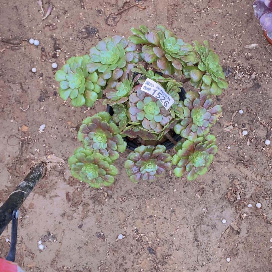 1526 号一物一拍多肉植物