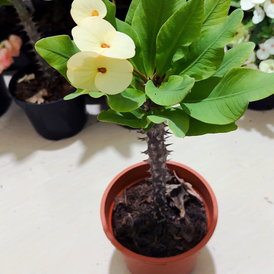 半***后完全开放黄龙王直播间一物一拍