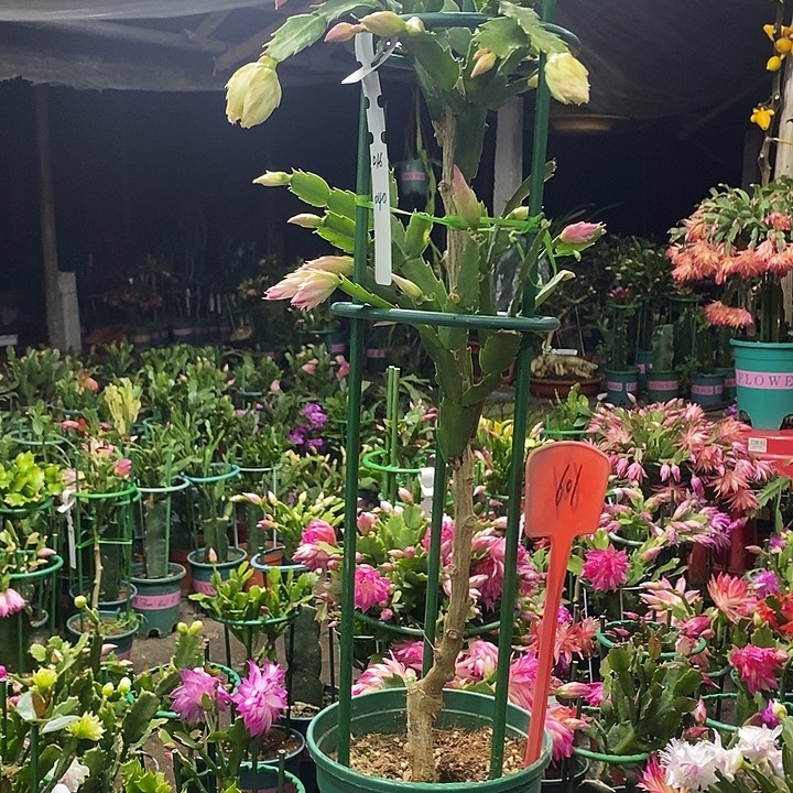 叶仙嫁接两层重瓣601