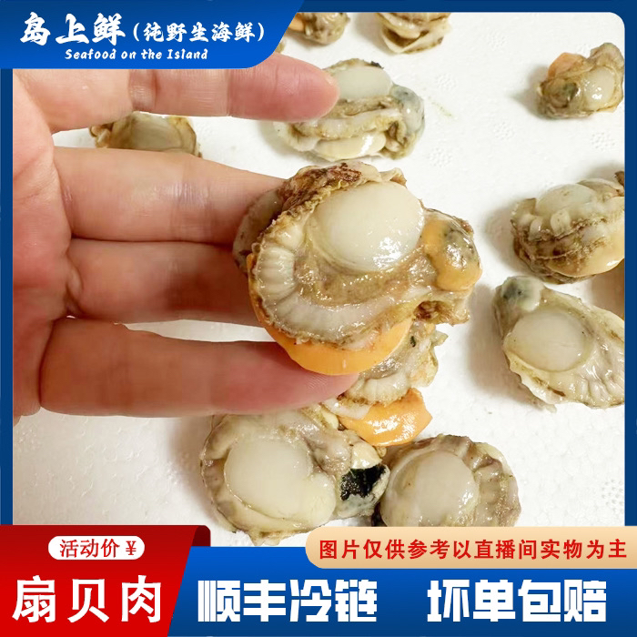 【长海县纯野生扇贝海鲜肉】冷冻发货/无沙无泥公母混装顺丰包邮