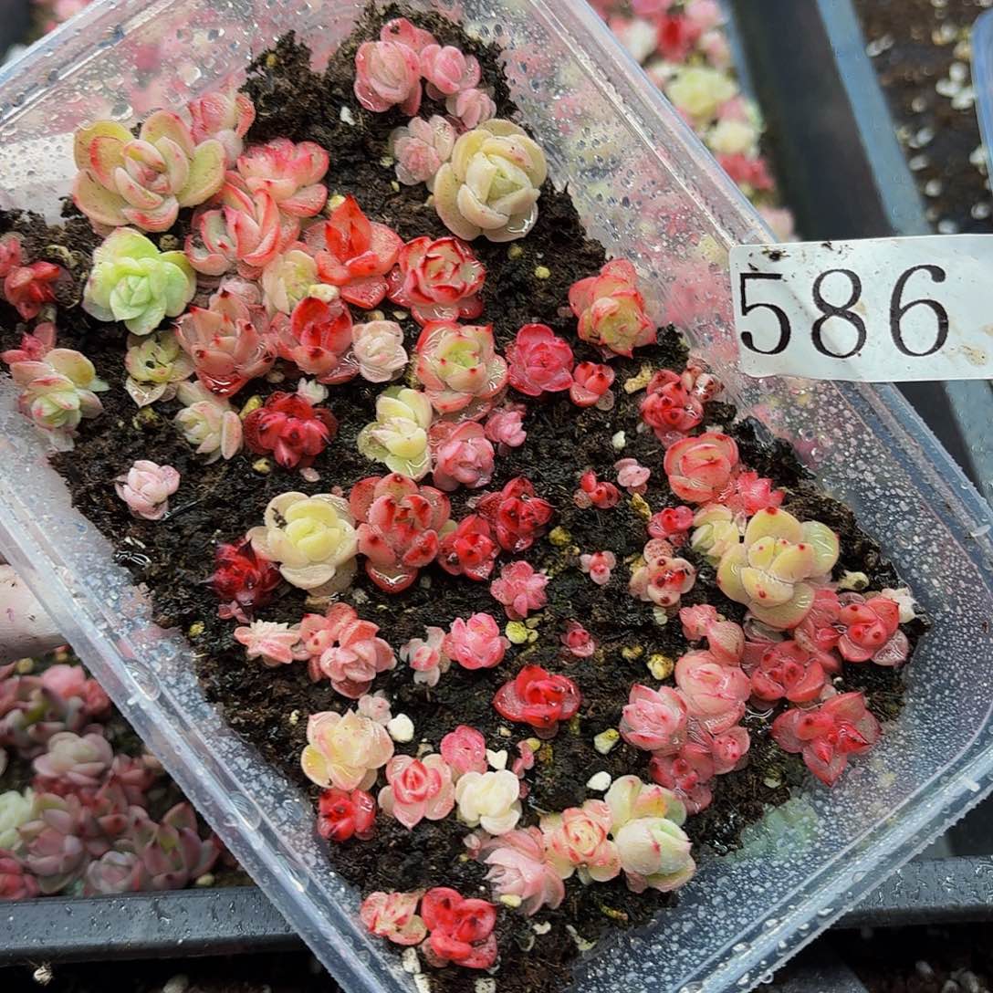 多肉植物多肉植物586