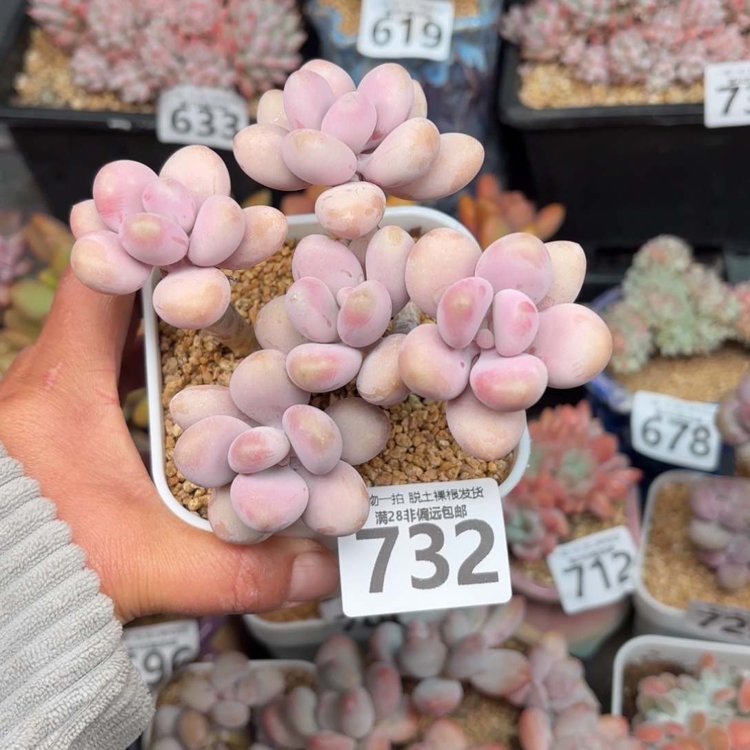 糖果桃蛋5头无盆土发货