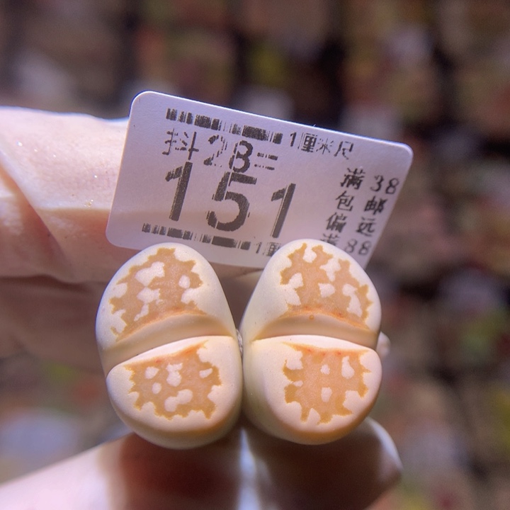 精品生石花28.151黄金线