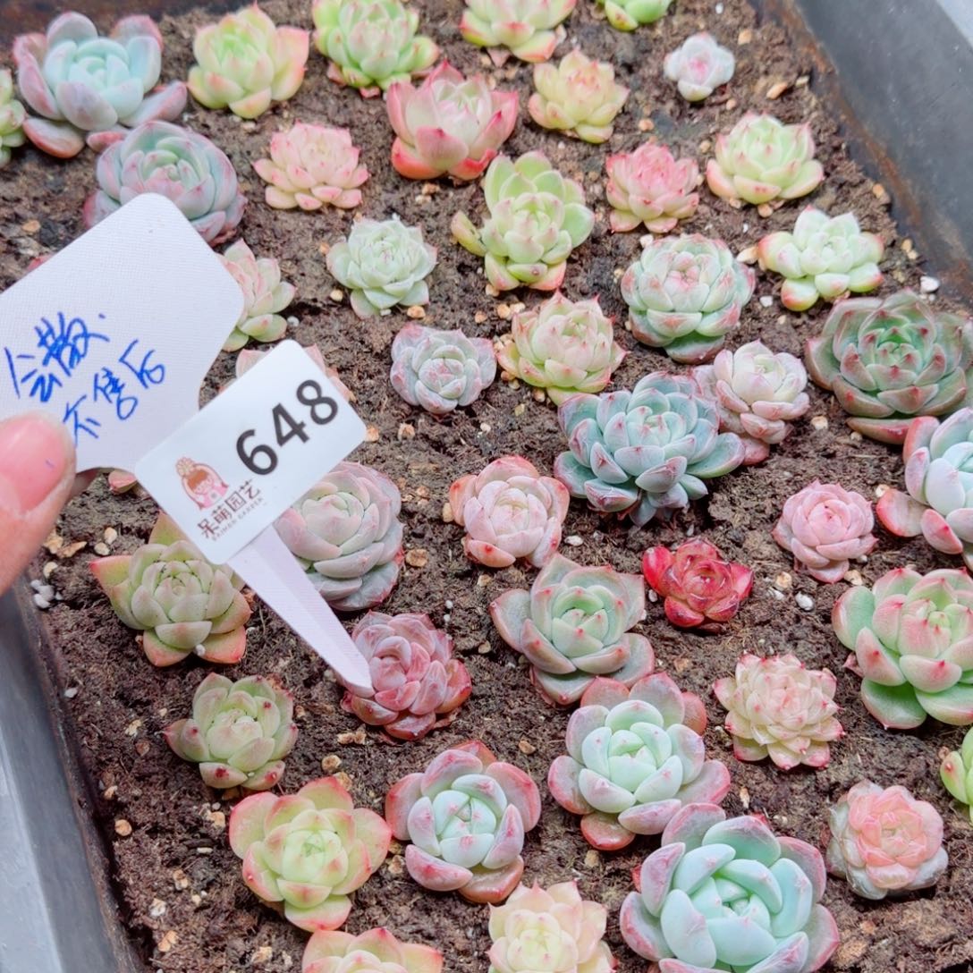 多肉植物多肉植物