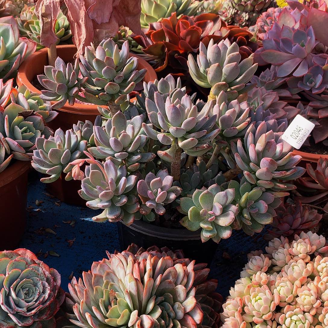 『***』   灰姑娘多肉02048