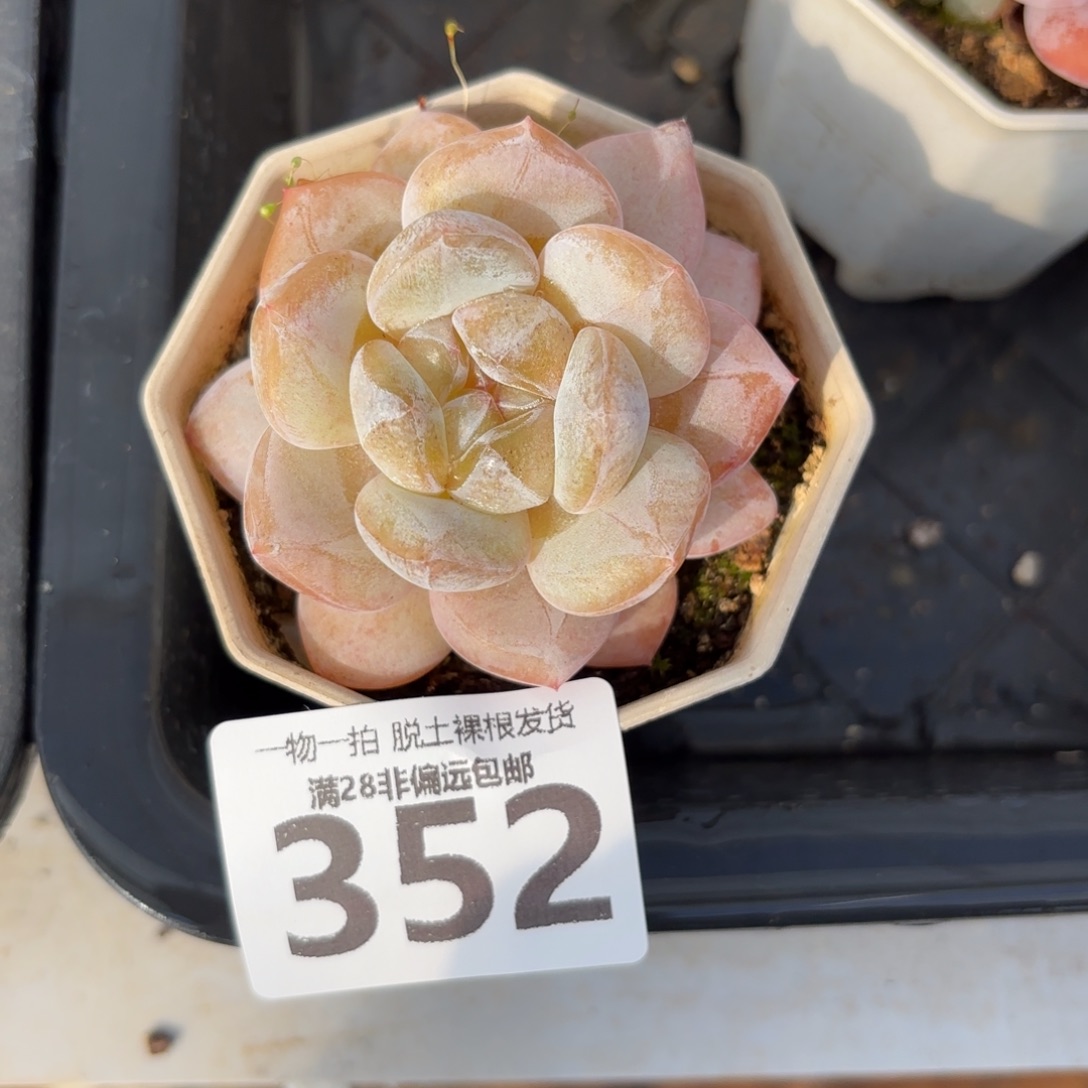 奶芙单头无盆土发货
