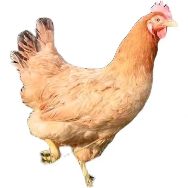 三黄鸡整鸡肉质鲜美10只