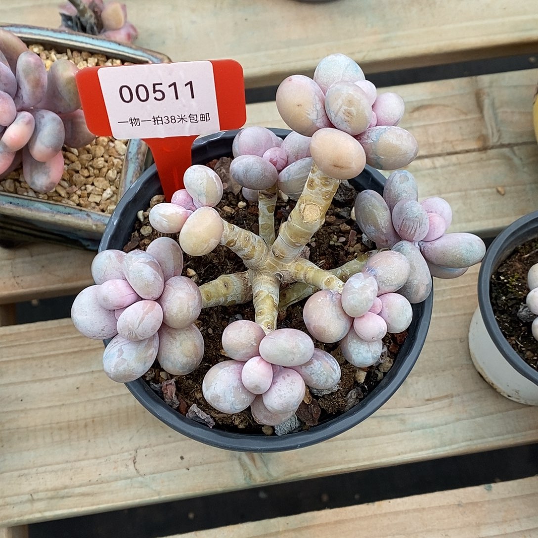 511太无趣楼了哦哦哦小雨