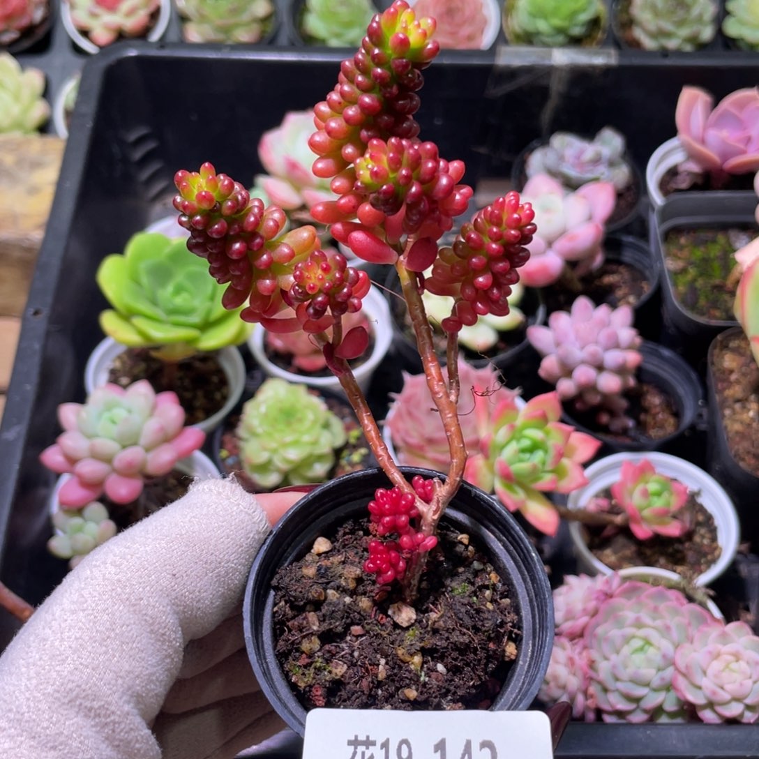 花利美19-142红色浆果