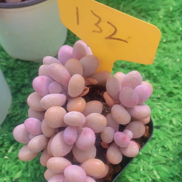 多肉植物，开心多肉