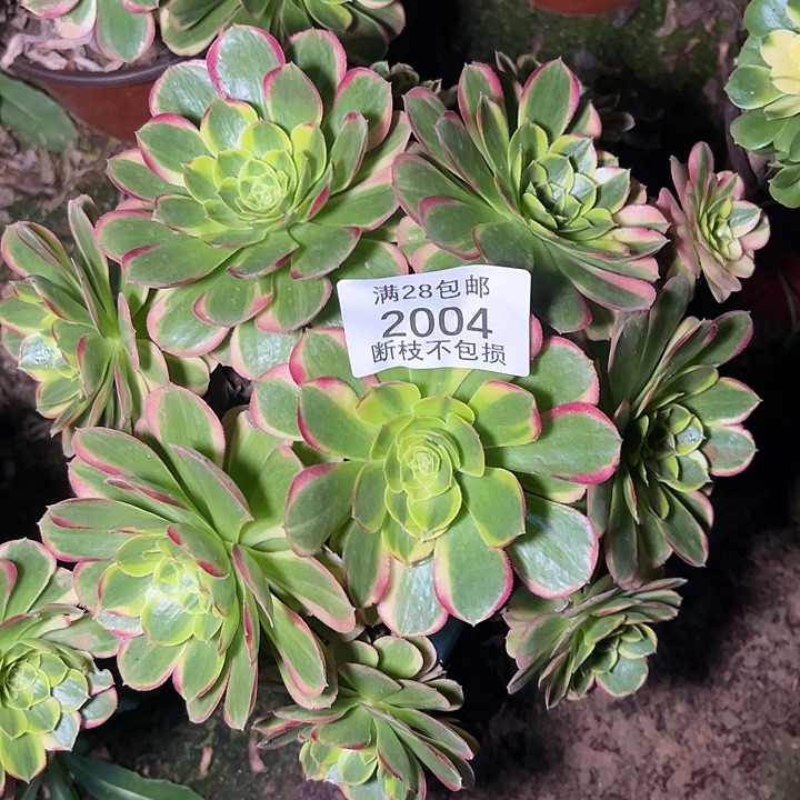 2004丛林奶白锦多肉植物