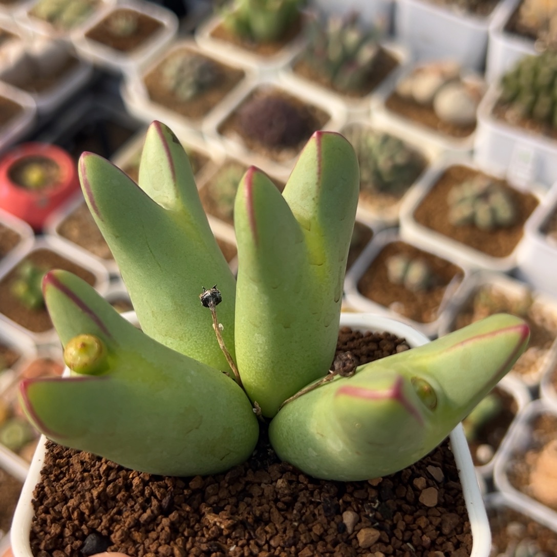69多肉植物百科植物