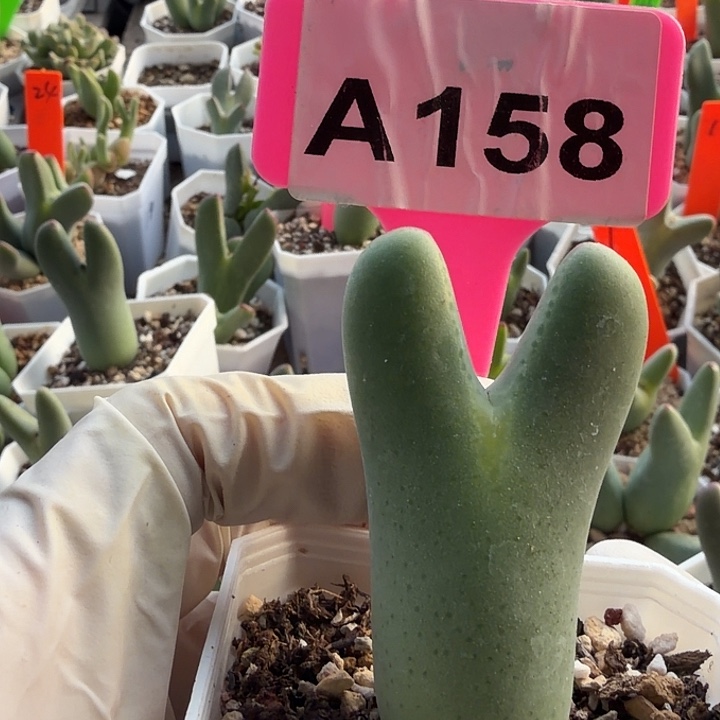 158mmmmnmnnnnbbbbbbbbb 