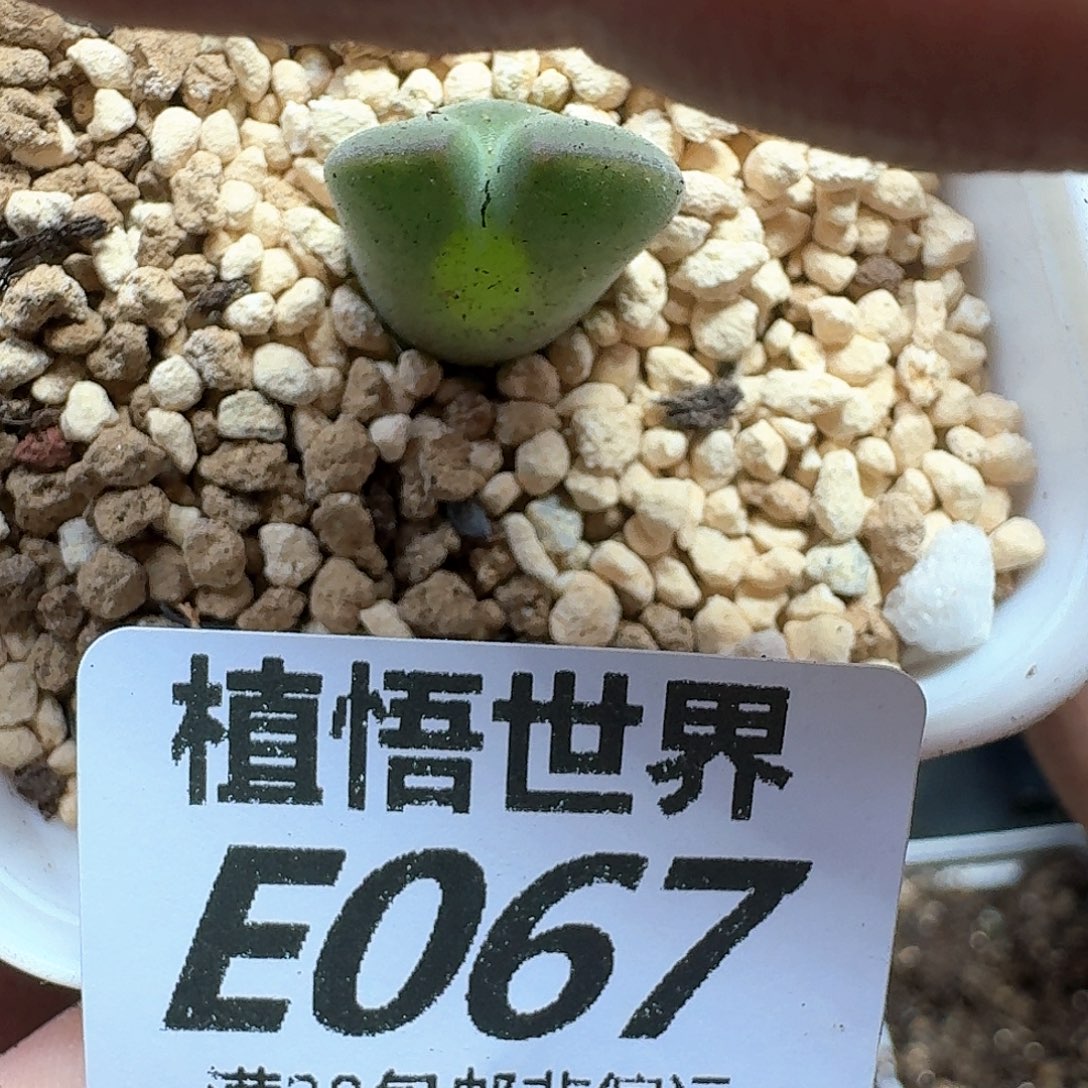 多肉植物的人啊ghhh