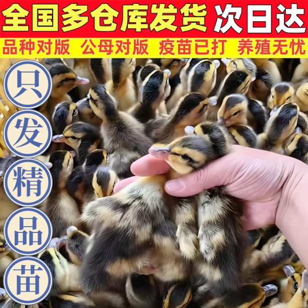 大种宠物鸭【青头】麻鸭苗30只送5只到手35只