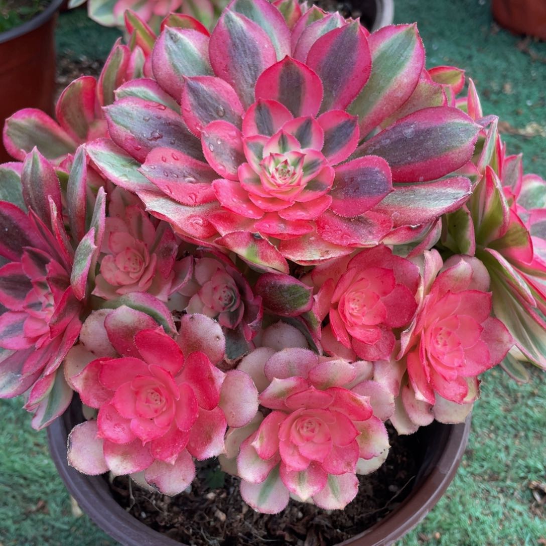 528倾城精品法师老桩