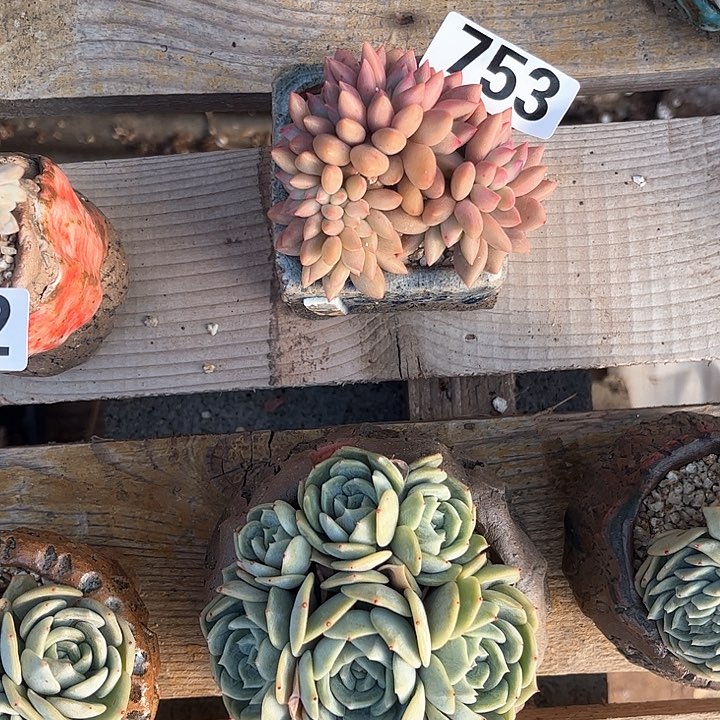 用****6多肉植物一物一拍