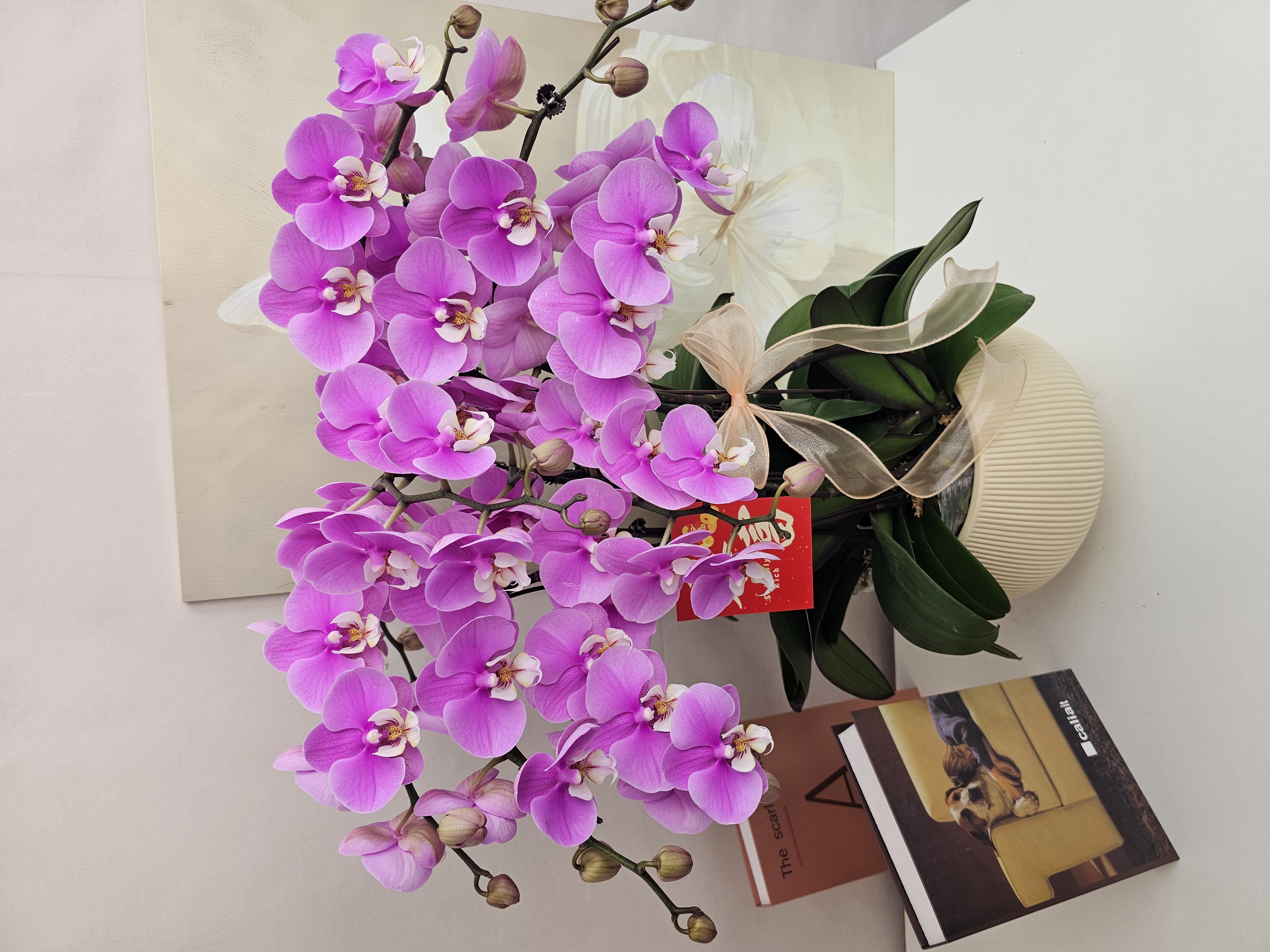 蝴蝶兰【安娜】鲜花盆栽室内观赏花花佛山基地直发好养易活
