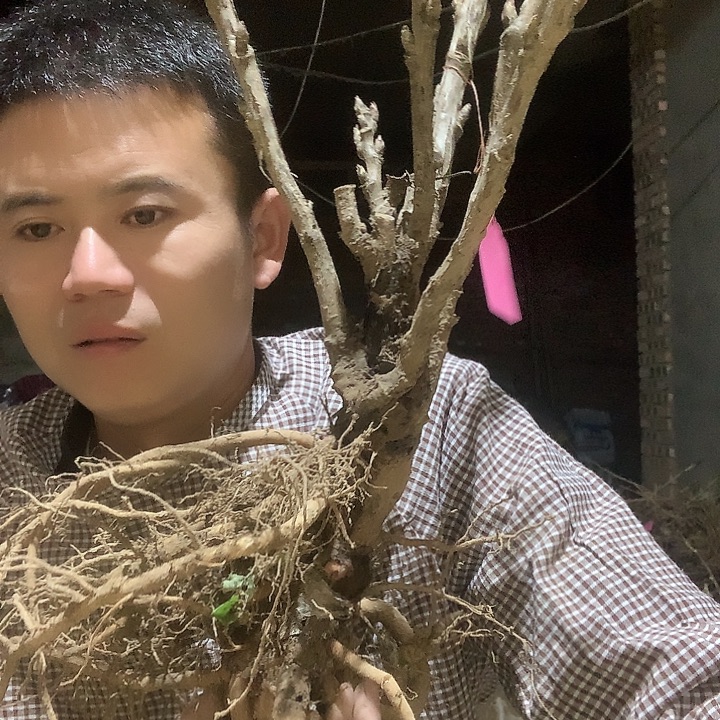 乡***愁当前无花栽培后可以开花