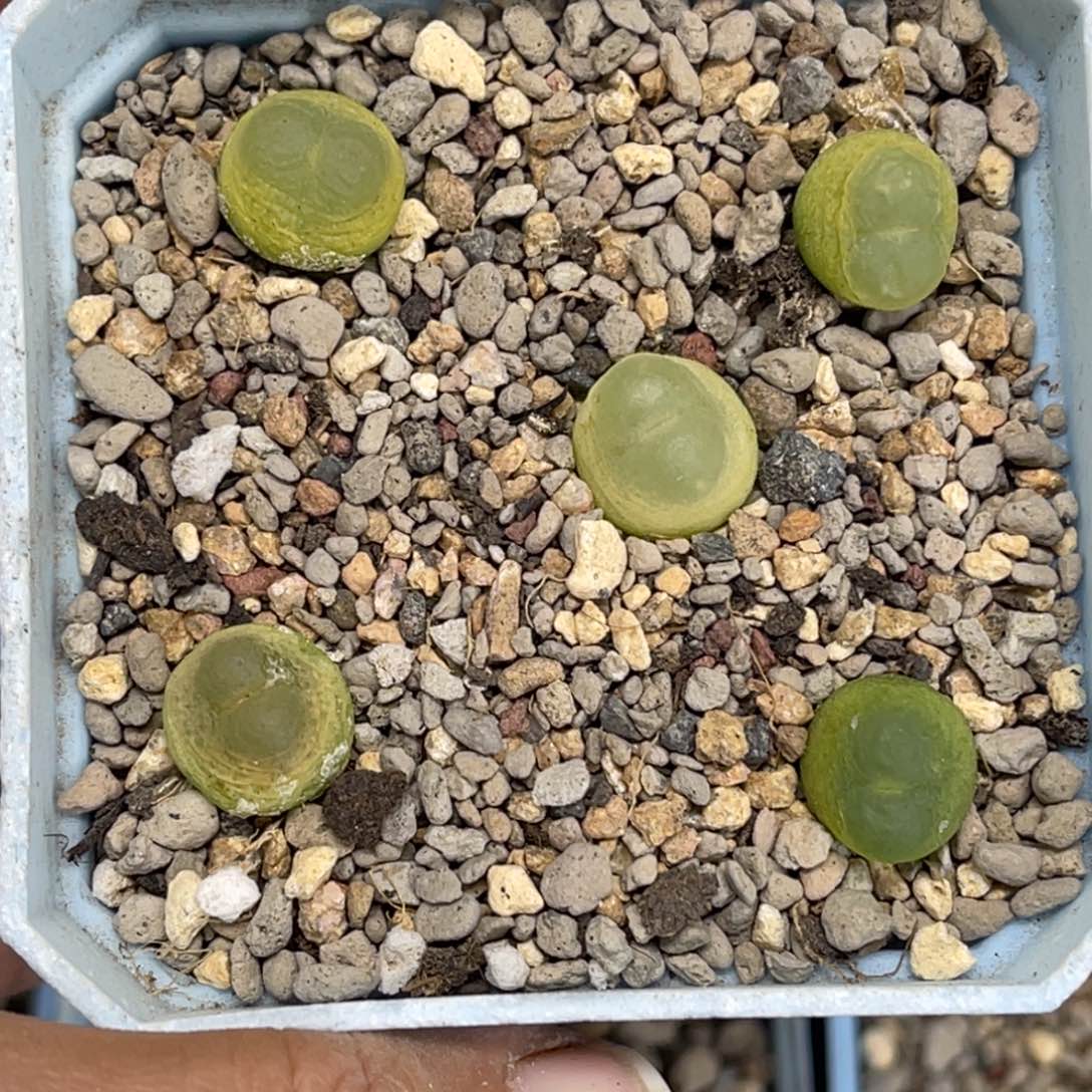 5418拉登5颗尺寸1.2