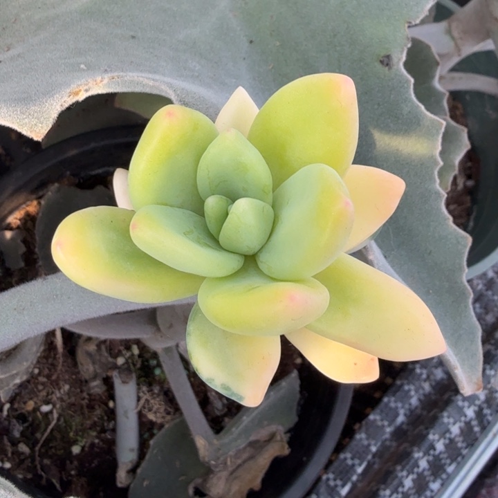 紫丽殿锦一个多肉锦