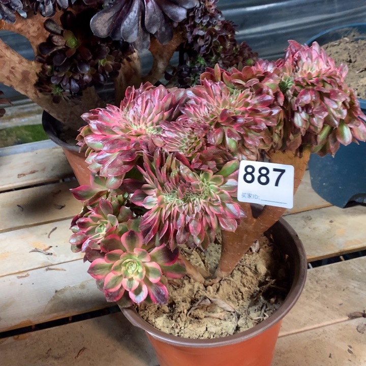 887荔枝缀多肉法师