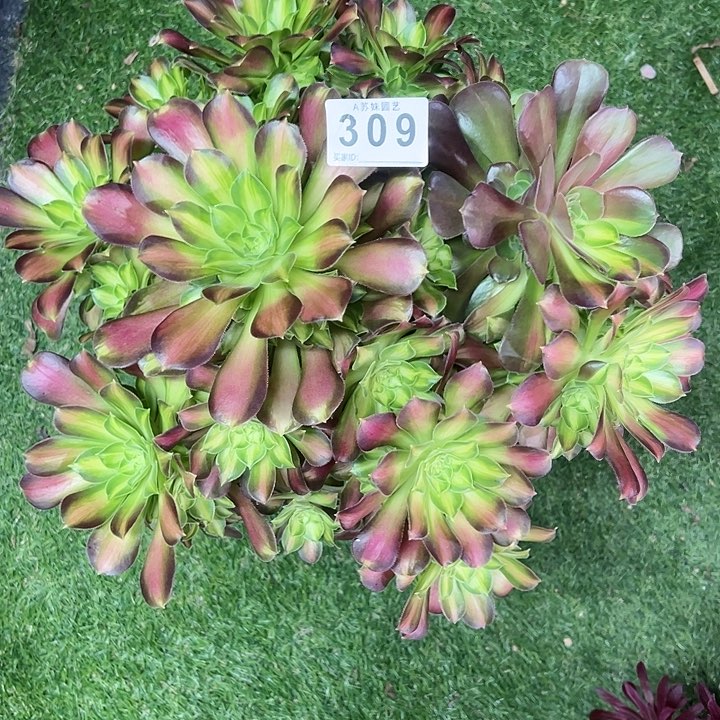 309韶华多肉植物