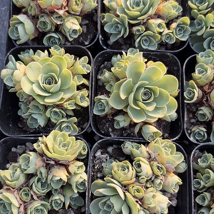 山地玫瑰满12.9包邮