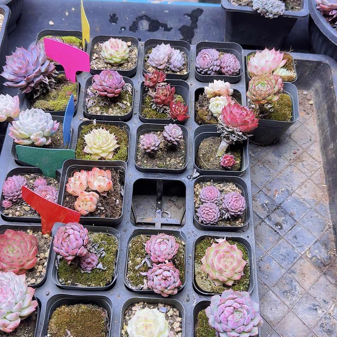 果***璐保温箱链接补差价