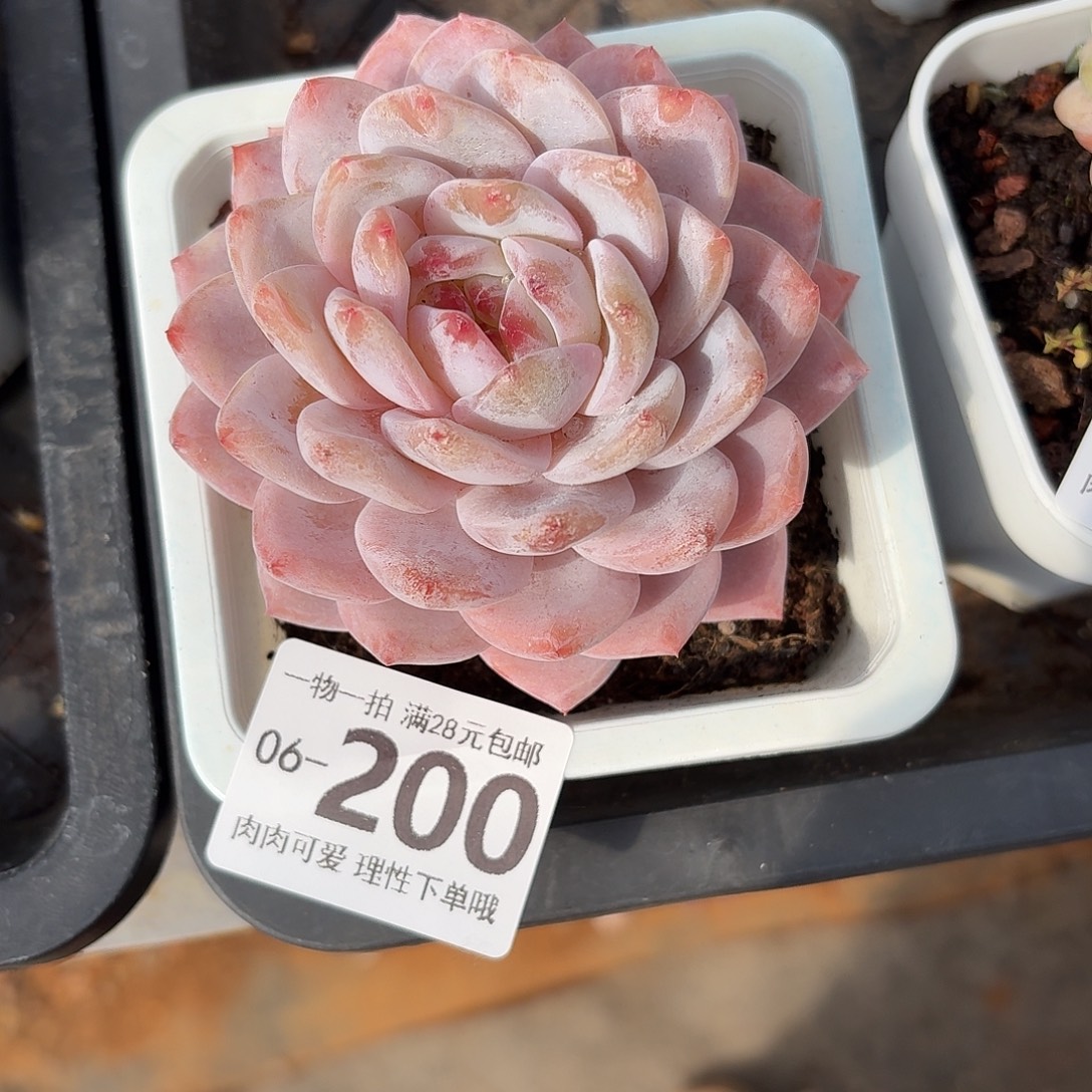 橙梦露无盆土发货无