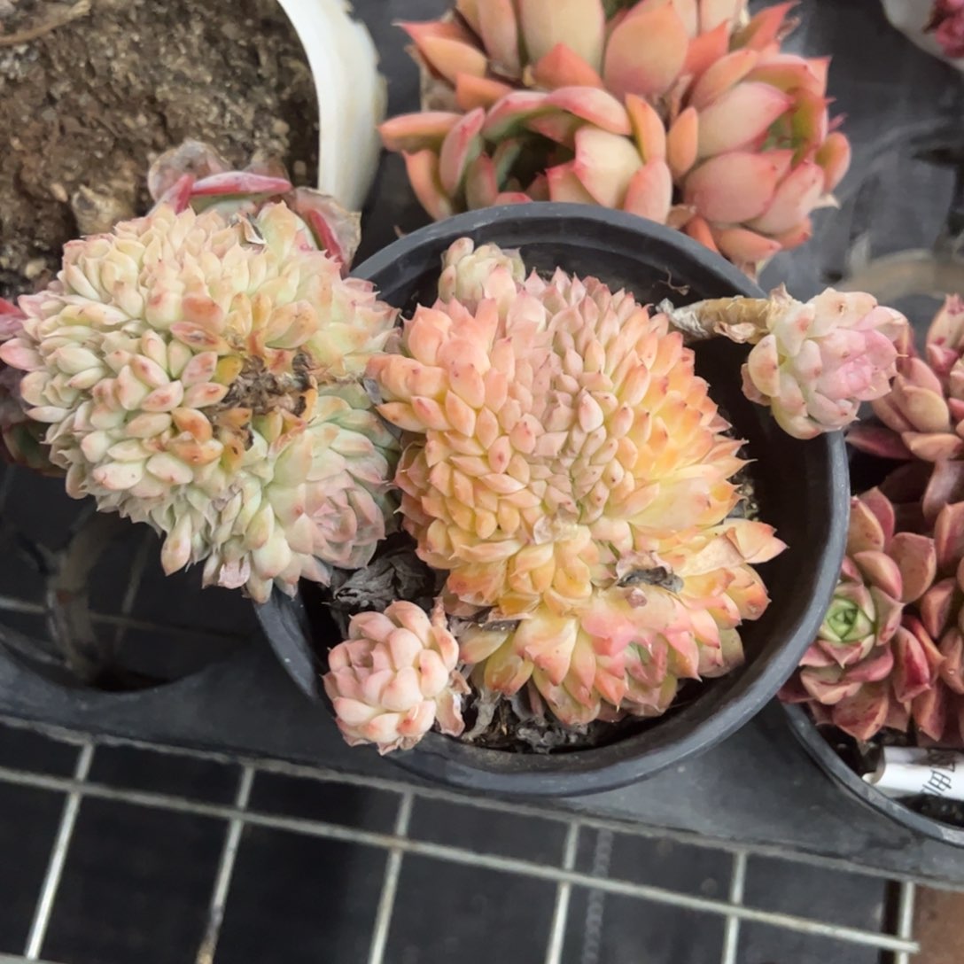 女王缀一物一拍1677