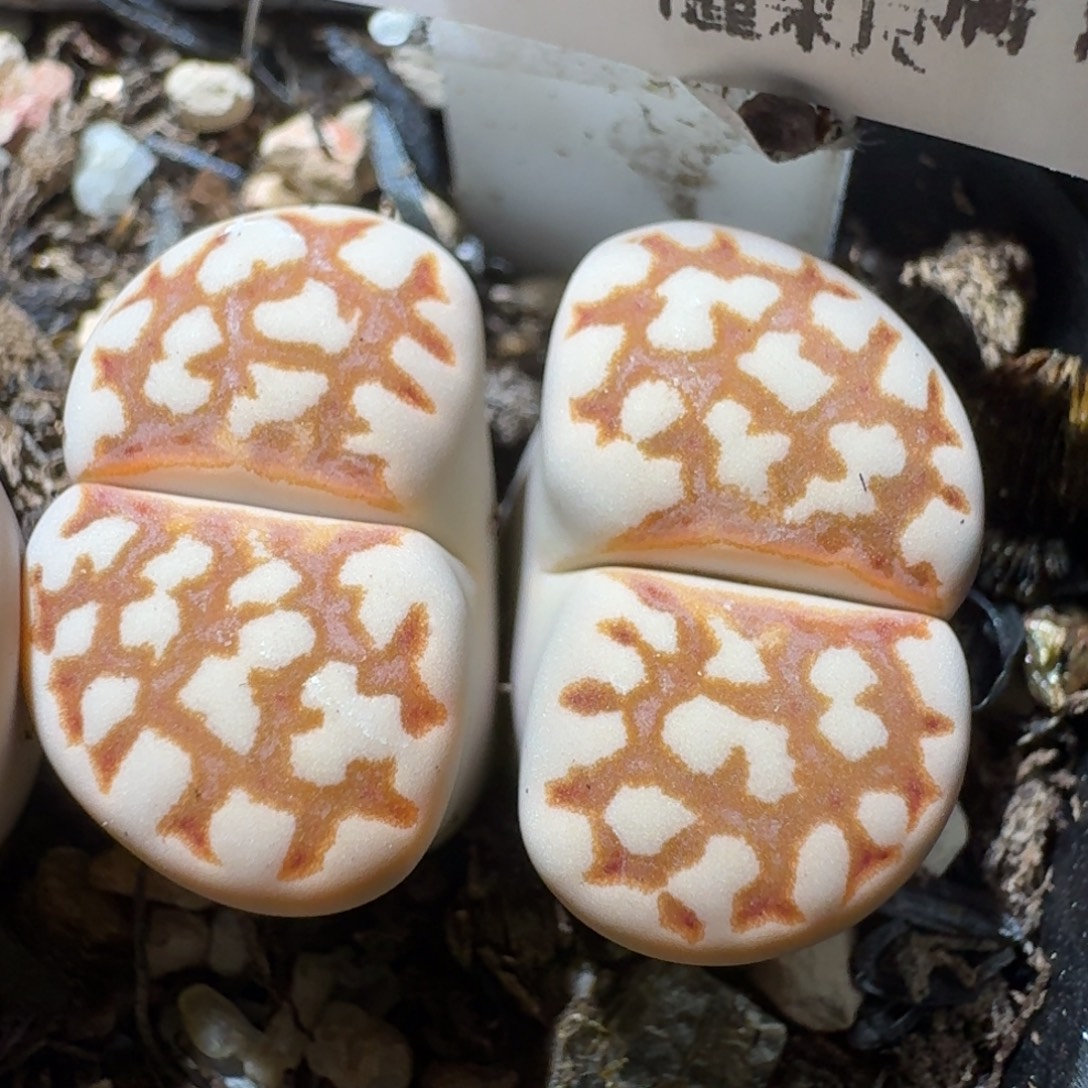 老板高品质货便宜610