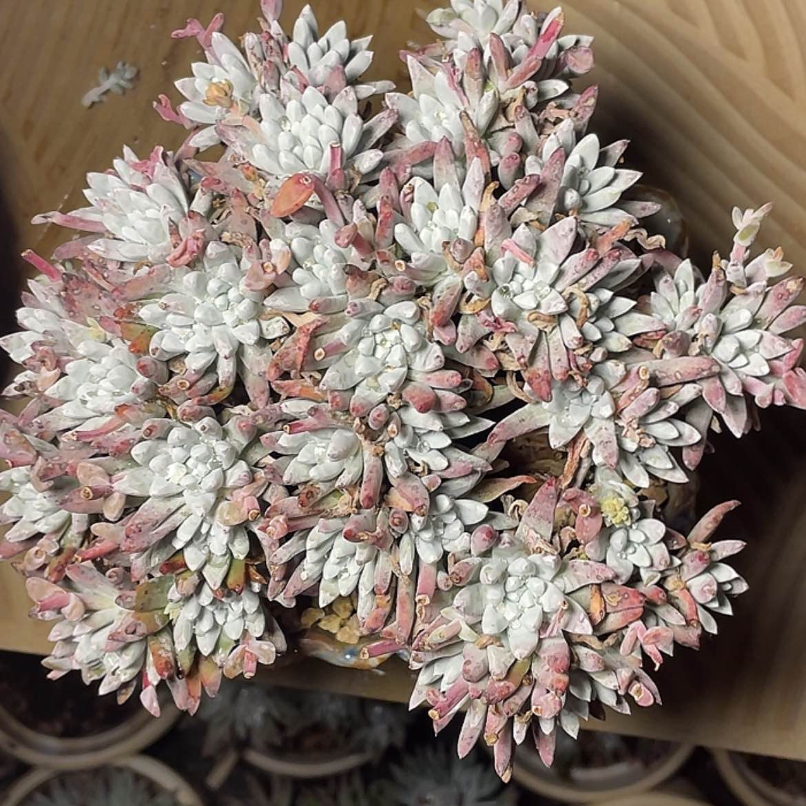 【闪购商品】雪花老庄