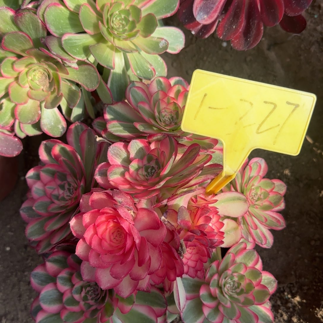 1-227-++多头多肉植物倾城