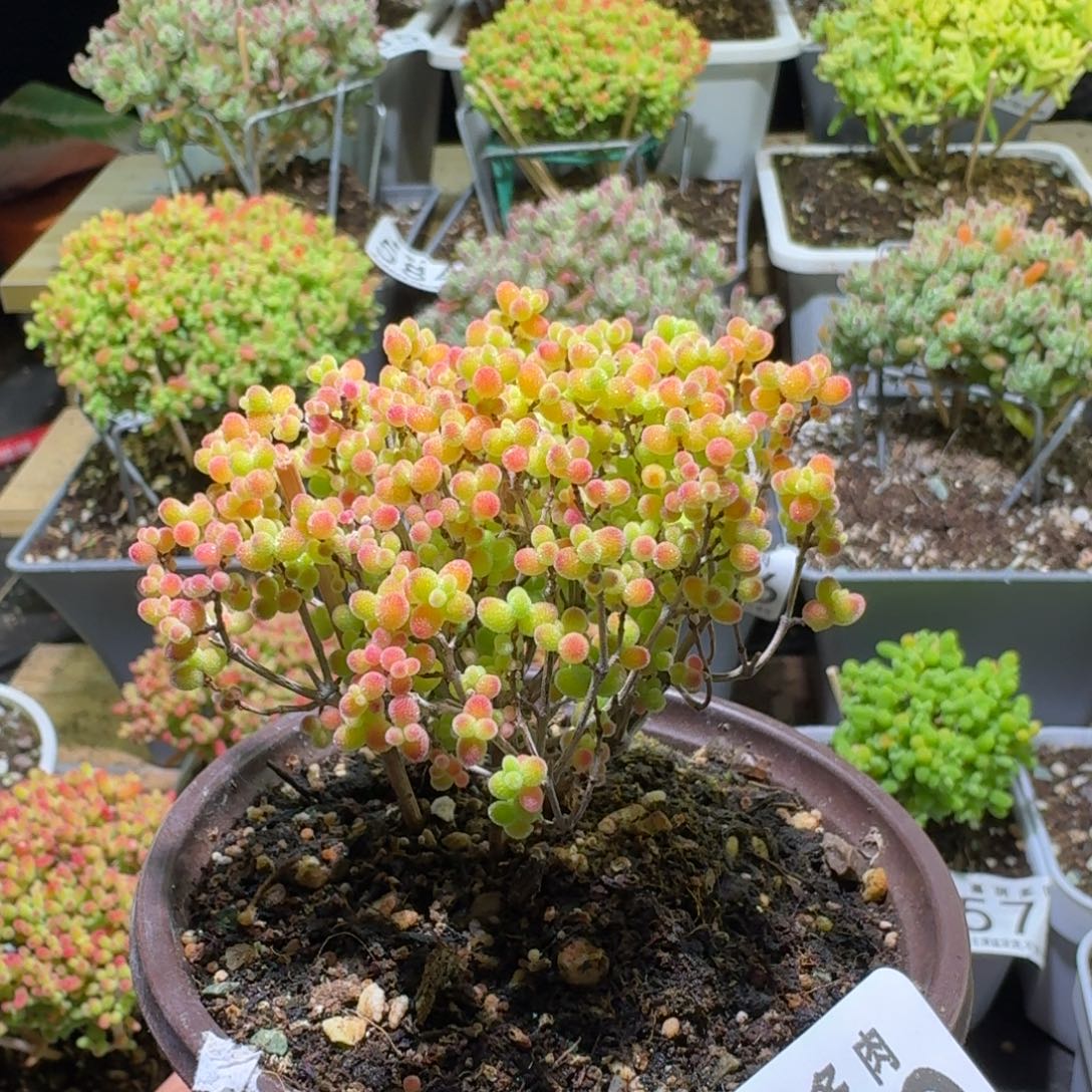 枝干番杏蜜桔糖球590