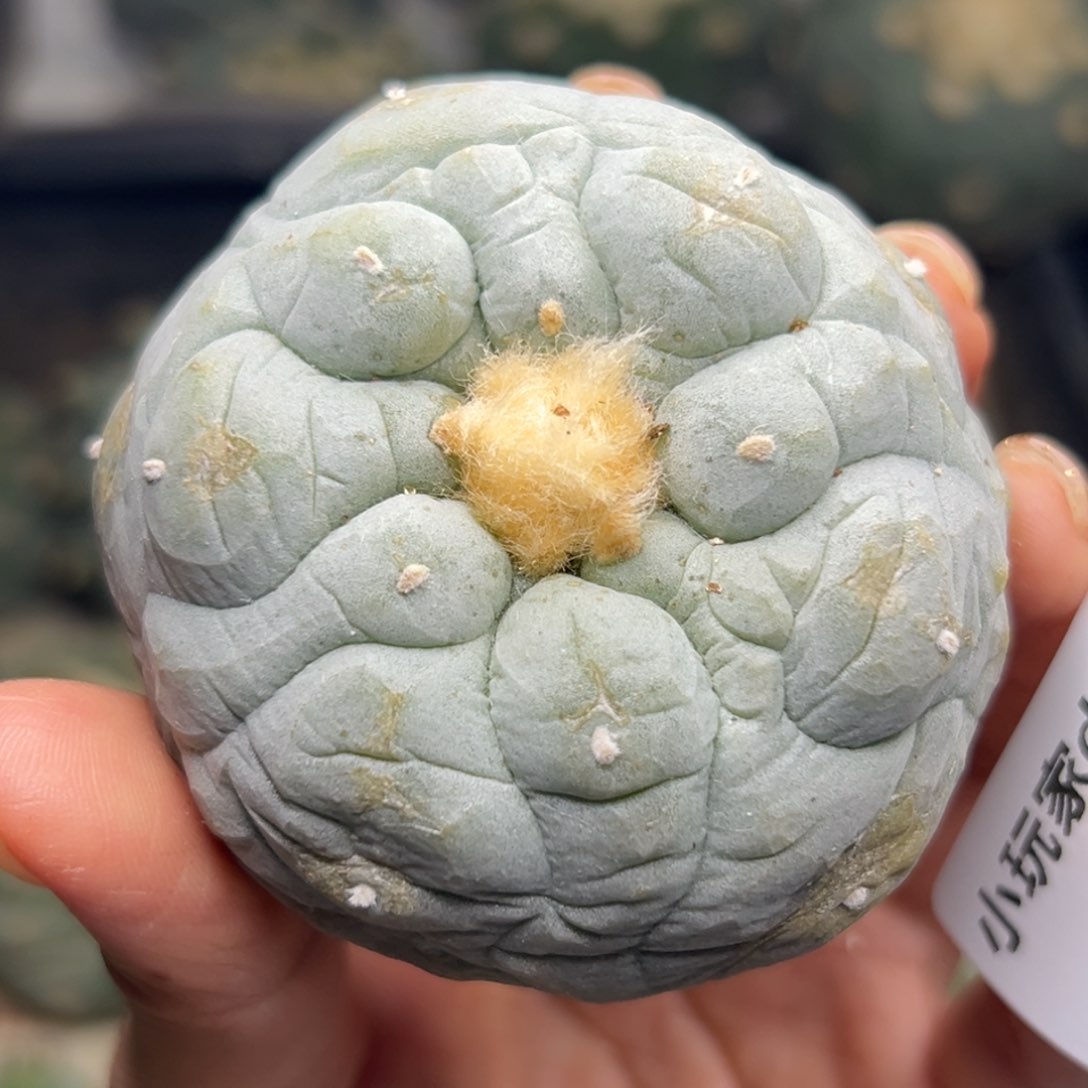 714 有根 仙人球的世界里