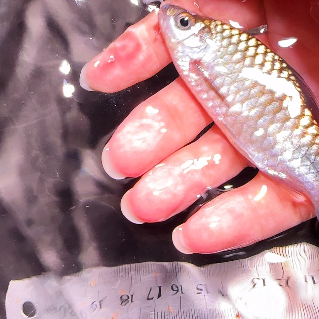 灯科鱼红旗蓝1111111