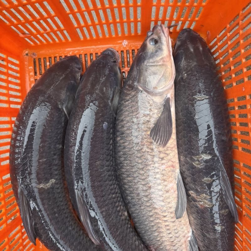 东北冷水大青鱼（10斤到15斤）