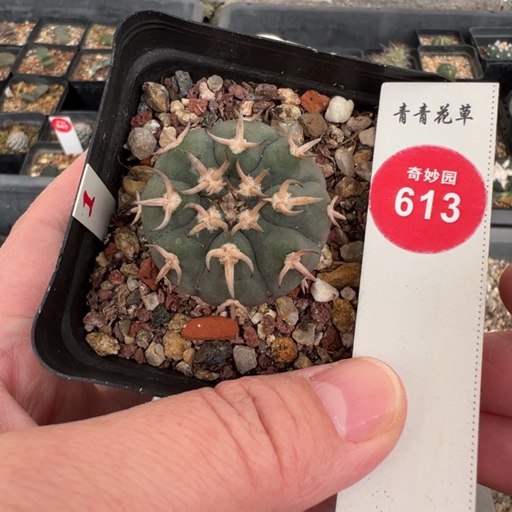 实生短豪刺猫爪3.4cm一棵仙人球