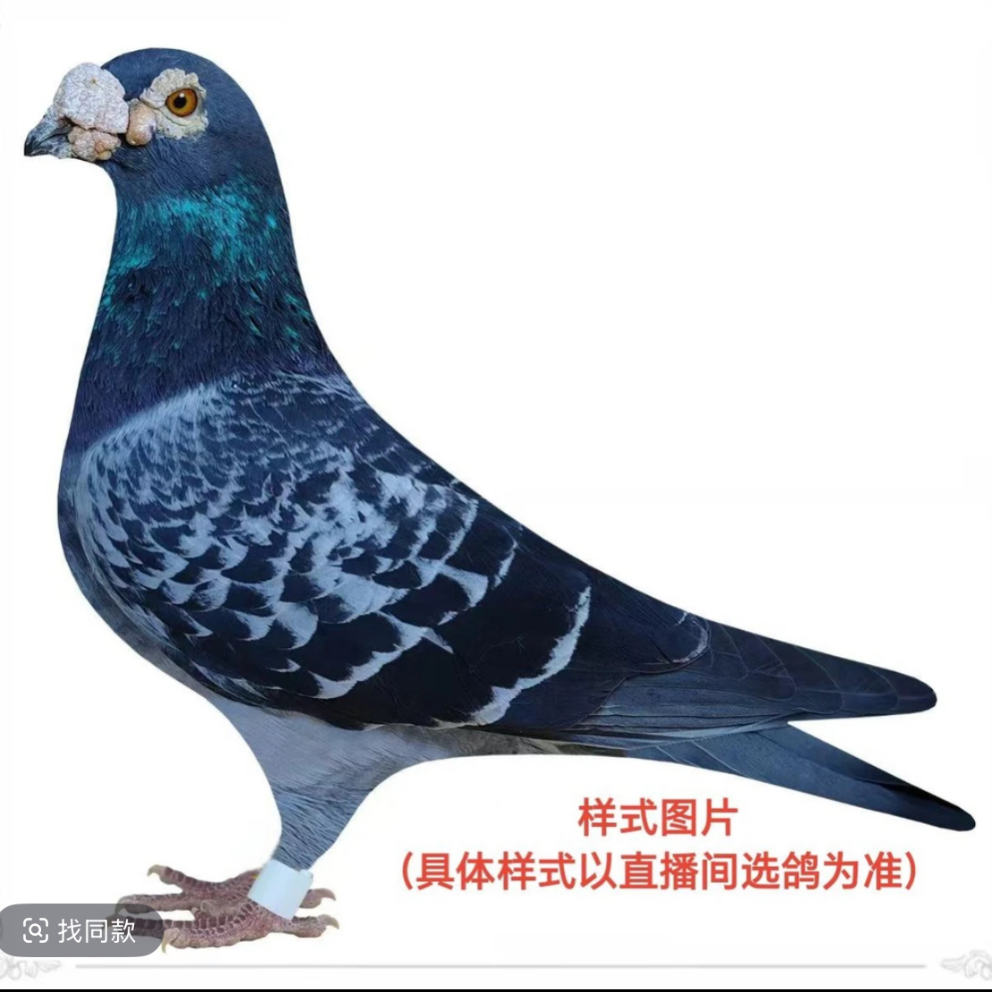 生鲜鸽肉成年鸽花鸽红鸽等多种品类鸽子