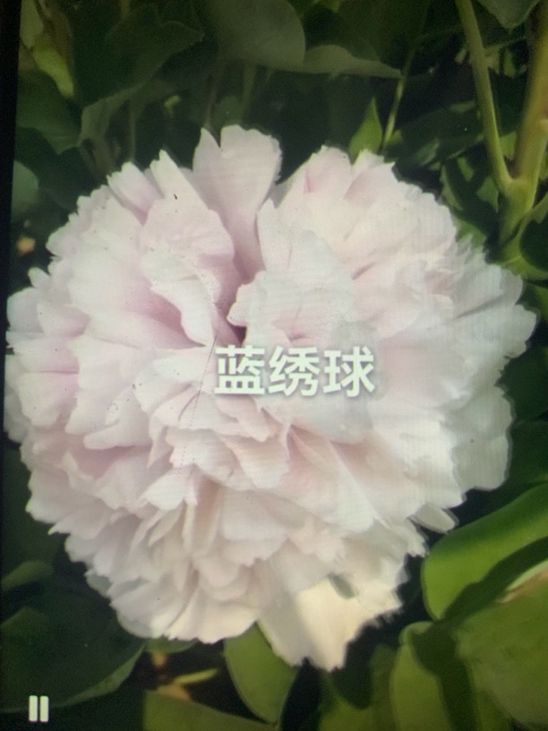 大瓣蓝蓝色牡丹大花重瓣观赏大苗树苗庭院盆栽菏泽基地直发