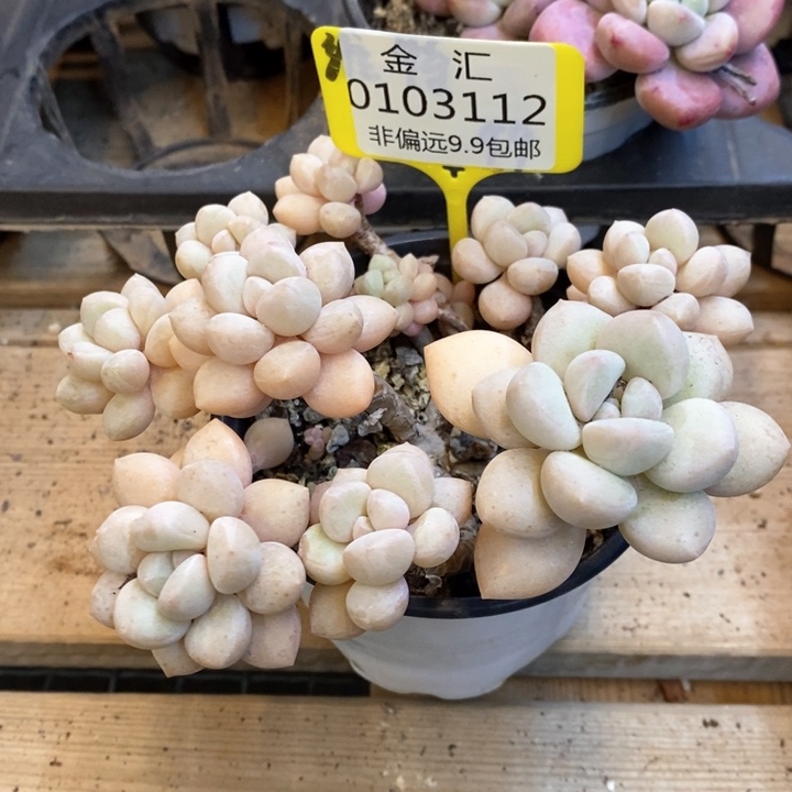 泡泡糖群生0103112