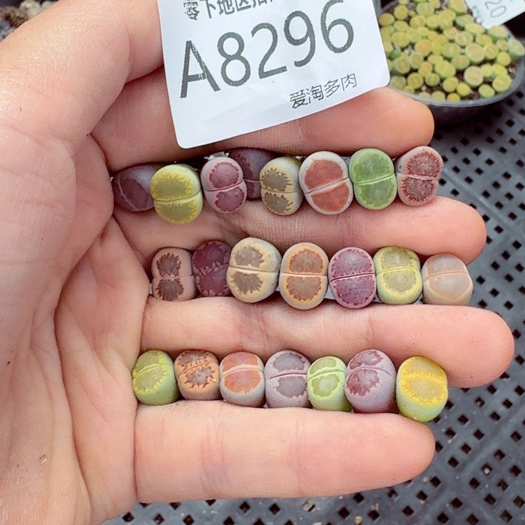 8296–– 零下地区需拍保温箱